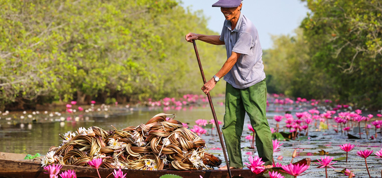 Water Lily season in Tram Chim National Park - Mekong Delta