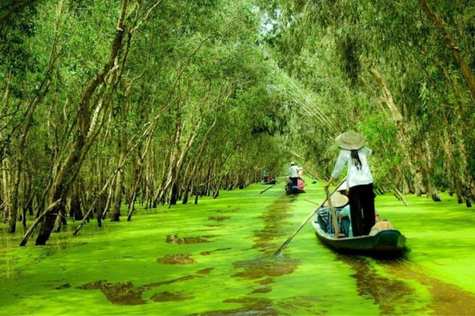 Take a sampan rowing through Thoi Son canal and see the beauty of the countryside